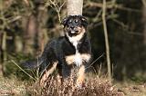 BERGER AUSTRALIEN PUPPIES 606